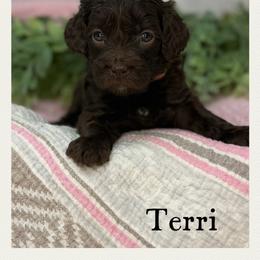 Terri - Chocolate female Australian Labradoodle puppy in Gladstone, Oregon from Beaver State Labradoodles