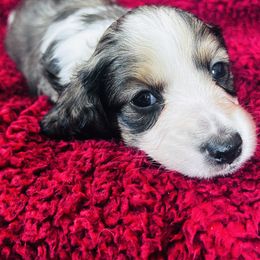 Boy 1 - Piebald male Dachshund puppy in Lewis Center, Ohio from E’s Doxies and Doxiepoos