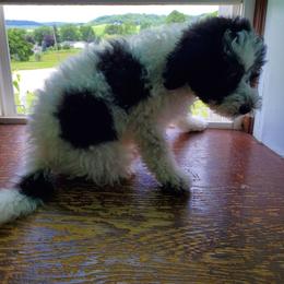 Minnie - Black and white female Sheepadoodle puppy in Bellevue, Iowa from Fluffy Wonders Poms and Doodles