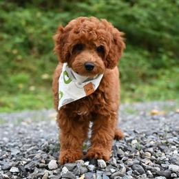 Bernedoodle, Cavapoo, Cockapoo, Double Doodle, and Poodle Puppies from Heavenly Puppies to Love
