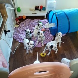 Dalmatian and Havanese Puppies from Anni's Spots