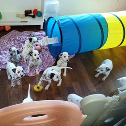 Dalmatian and Havanese Puppies from Anni's Spots