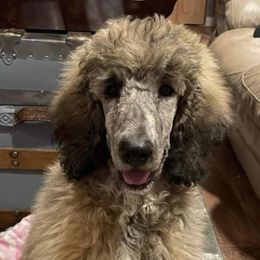 Poodle All Grown Up from Alexander’s Standard Poodles