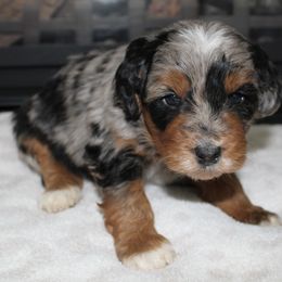 Stella - Blue merle female Bernedoodle puppy in North Ogden, Utah from Flying S Mini Dachshunds