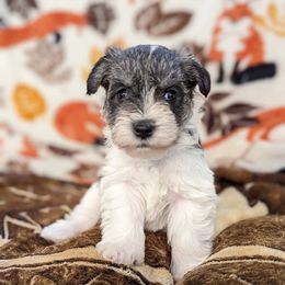 Miniature Schnauzers from Shadow's Miniature Schnauzers