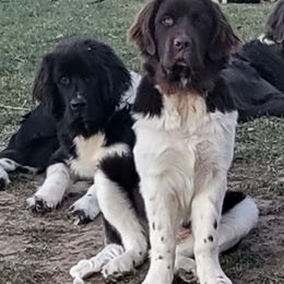 Newfoundlands from Claypit Newfoundlands