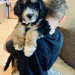 Bernedoodle Puppies from Doodles of Tampa Bay