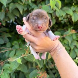 Fischer - Piebald male Dachshund puppy in Paw Paw, Michigan from Mulberry Meadow Farms