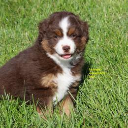 Orion - Red tri-color male Miniature American Shepherd puppy in Hillsdale, Michigan from Faithwalk Aussies and Mini American Shepherds