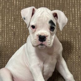 Sophia - White female Boxer puppy in Brock, Texas from Tommaso AKC Boxers