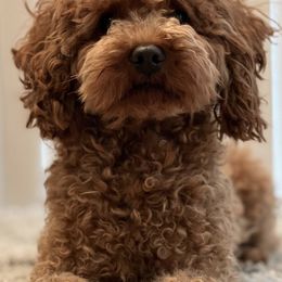 Goldendoodles from Roodles_doodlepuppies