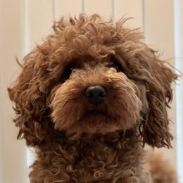 Goldendoodles from Roodles_doodlepuppies
