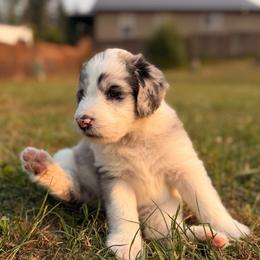 Liberty - Blue merle and white female Sheepadoodle puppy in Vernonia, Oregon from Life Unleashed Farm