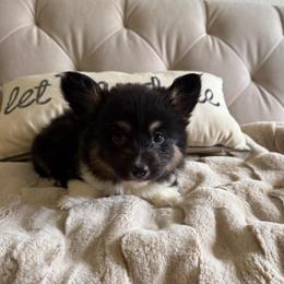 FULL FLUFFY- Cedar - Black and tan male Pembroke Welsh Corgi puppy in Decatur, Texas from Bar S Corgis