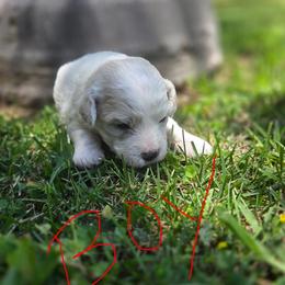 Only boy - White male Bichon Frise puppy in Lake Elsinore, California from Amber's Bichon Frise and Poodles