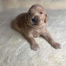 Creamer - Apricot male Goldendoodle puppy in Summerville, South Carolina from Pawmazing Doodles