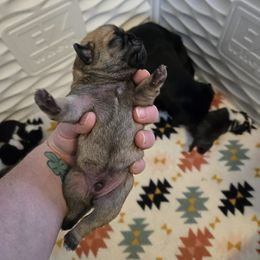 Boy 1 - Brindle male Pug puppy in Auburn, Kentucky from Prentice Family Pugs, Bugs & Corgis