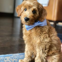 Goldendoodle Puppies from Puppy Love Doodles