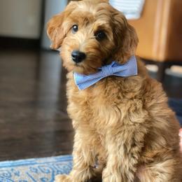 Goldendoodle Puppies from Puppy Love Doodles
