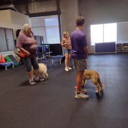 Poodle Puppies from Deblyns Poodles