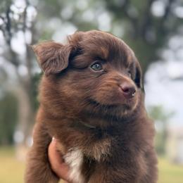 Mesa - Red tri female Miniature Australian Shepherd puppy in New London, Minnesota from Broken T Australian Shepherds