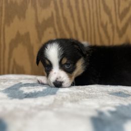 Pembroke Welsh Corgi Puppies from Reigning Corgis