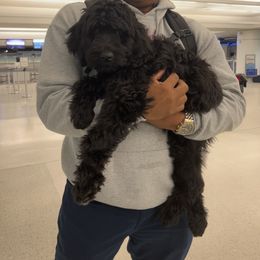 Goldendoodle Puppies from CocoLove Doodles