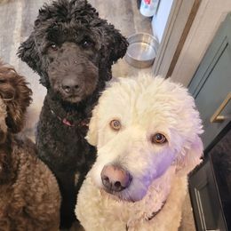 Goldendoodles, Golden Retrievers, and Poodles from Oregon's Legendary Goldendoodles