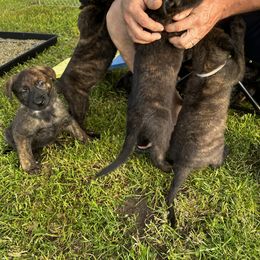 Dutch Shepherd Puppies from Sugar Island Dutch Shepherds