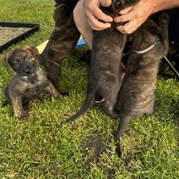Dutch Shepherd Puppies from Sugar Island Dutch Shepherds