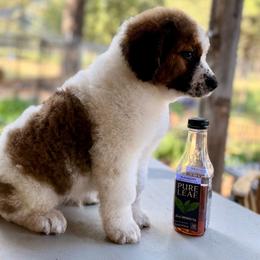 Sequoia - male Saint Berdoodle puppy in Lookout, California from Remington Kennels, LLC