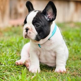 French Bulldog Puppies from PEERLESS French Bulldogs