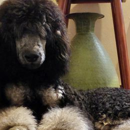 Girl 1 - Phantom Poodle puppy in New York from Powder Puff Poodles