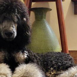 Girl 1 - Phantom Poodle puppy in New York from Powder Puff Poodles