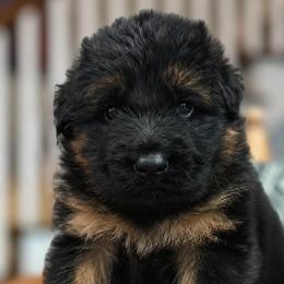 Gray Collar - Male - Black and red male German Shepherd puppy in Charlotte, North Carolina from Zuflucht K9s