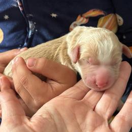 Gill - Yellow and white male Bernedoodle puppy in Sparrows Point, Maryland from Rosie’s Puppies