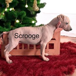 Scrooge - Black sable red American Hairless Terrier puppy in Cleveland, Texas from Poise Aussies & American Hairless Terriers