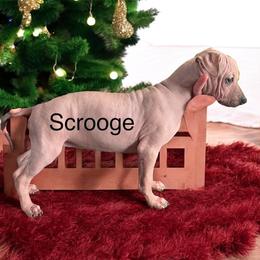 Scrooge - Black sable red American Hairless Terrier puppy in Cleveland, Texas from Poise Aussies & American Hairless Terriers
