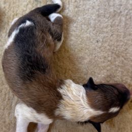 Coconut - Sable and white female Collie puppy in Carencro, Louisiana from Cajun Bayou's Collies LLC