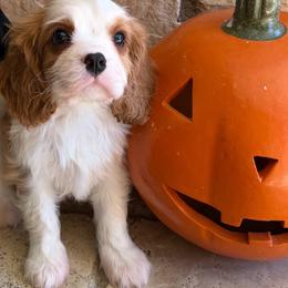 Leo - Blenheim male Cavalier King Charles Spaniel puppy in Huntington Beach, California from Russell Cavailers