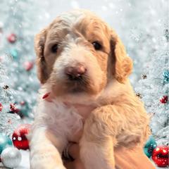 BOY 1 - Parti male Springerdoodle puppy in Murrells Inlet, South Carolina from SpringerDoodles at the Beach