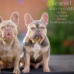 French Bulldog puppies from Heaven Lee French Bulldogs