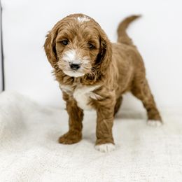 Goldendoodle Puppies from Magic Valley Goldendoodles