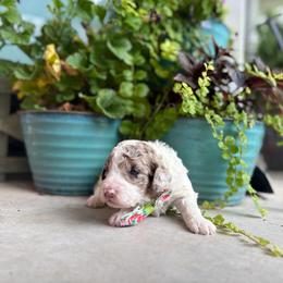 Crinkle - Parti male Goldendoodle puppy in Camden, North Carolina from Oopsie Doodles of NC