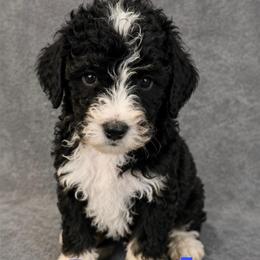 Lucky - Black and white male Bernedoodle puppy in Battle Creek, Michigan from T-Rose’s Bernedoodle & Pomsky Puppies