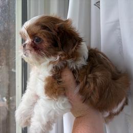 Boy 1 - Liver and white male Shih Tzu puppy in Springfield, Missouri from Lopez Family Tails