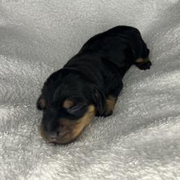 Betty - Black and tan female Dachshund puppy in Mocksville, North Carolina from The Dachs of Hazzard Dachshunds