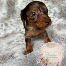 Dachshund Puppies from CSW Dachshunds