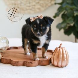 Jupiter - Black tri female Toy Australian Shepherd puppy in Charlestown, Indiana from Hydden Aussies