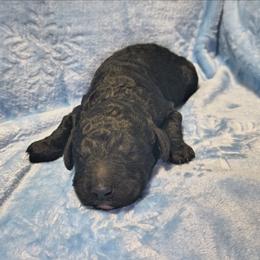 Black female - Black female Goldendoodle puppy in La Junta, Colorado from Double J’s Doodles
